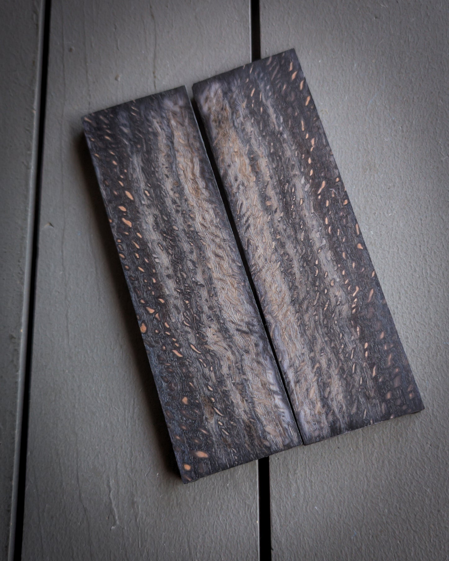 Black Silk Oak